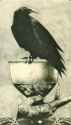 Ace of Cups