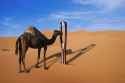 camel-giant-needle-desert-600nw-1727711908