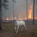 white deer fire.jpg