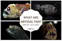 what_are_abyssal_fish_3515_1200.jpg