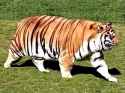 sumo tiger